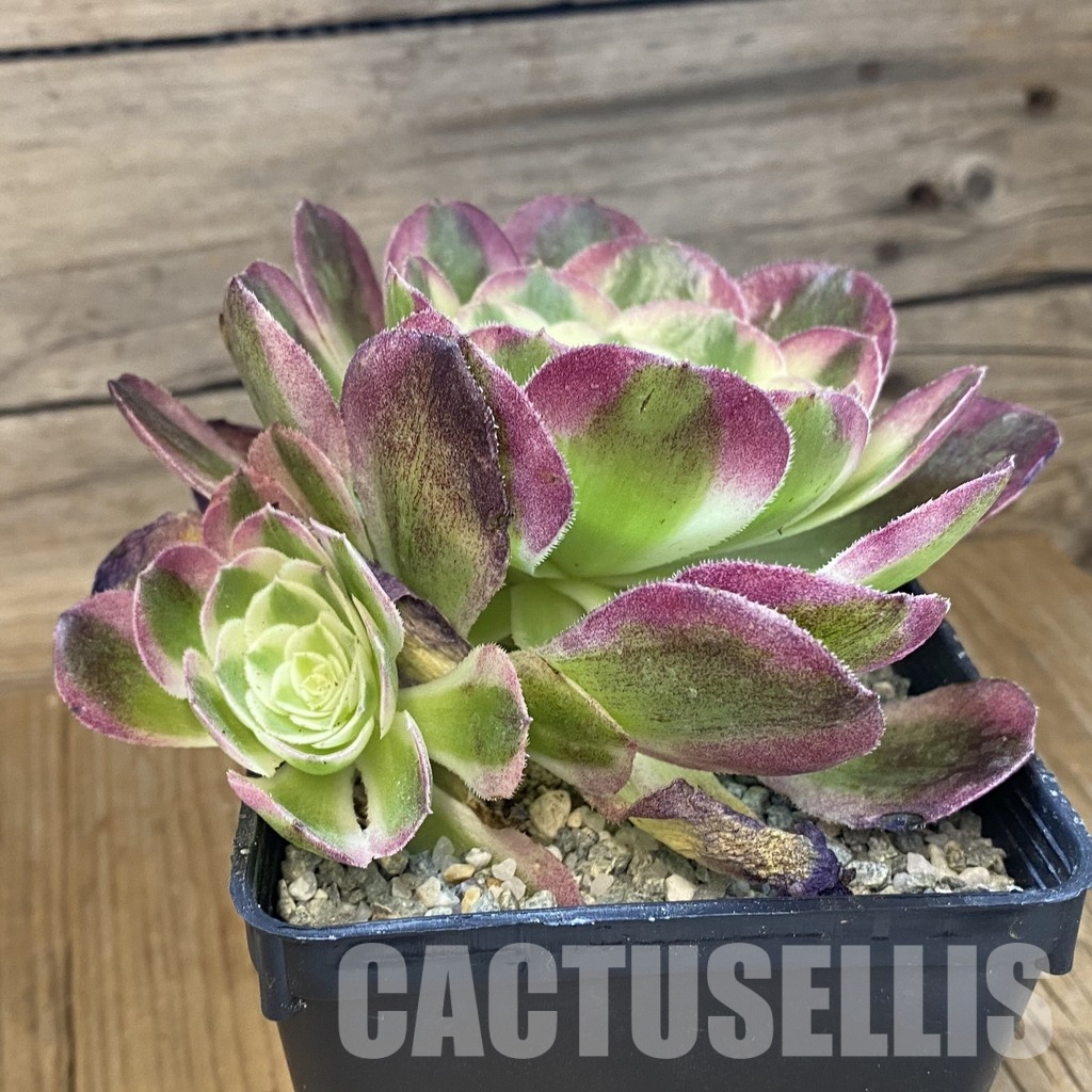 SH33384 Aeonium ‘Stunning Beauty’ - Image 2