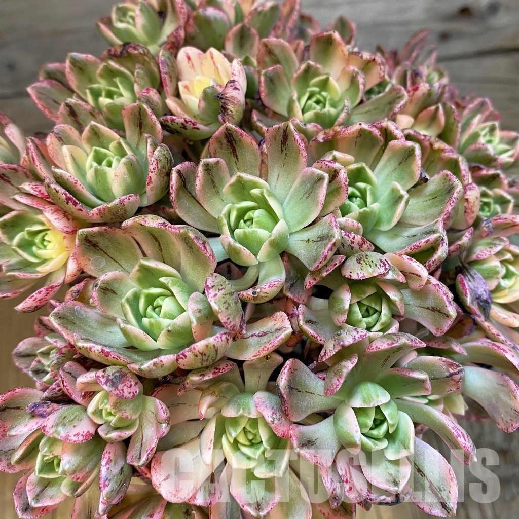SH33388 Aeonium 'Sweet Tea'
