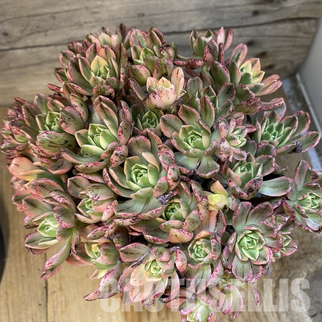 SH33388 Aeonium 'Sweet Tea' - Image 2