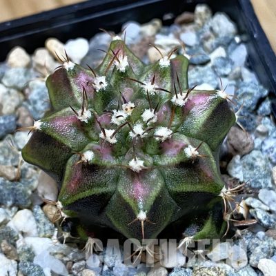 SH33342 Gymnocalycium mihanovichii ‘T-Lux’