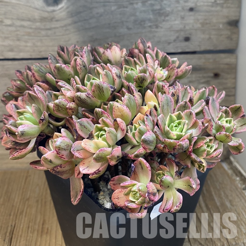 SH33388 Aeonium 'Sweet Tea' - Image 3