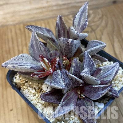 SH33390 Lenophyllum guttatum f. variegata