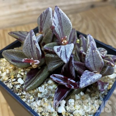 SH33391 Lenophyllum guttatum f. variegata