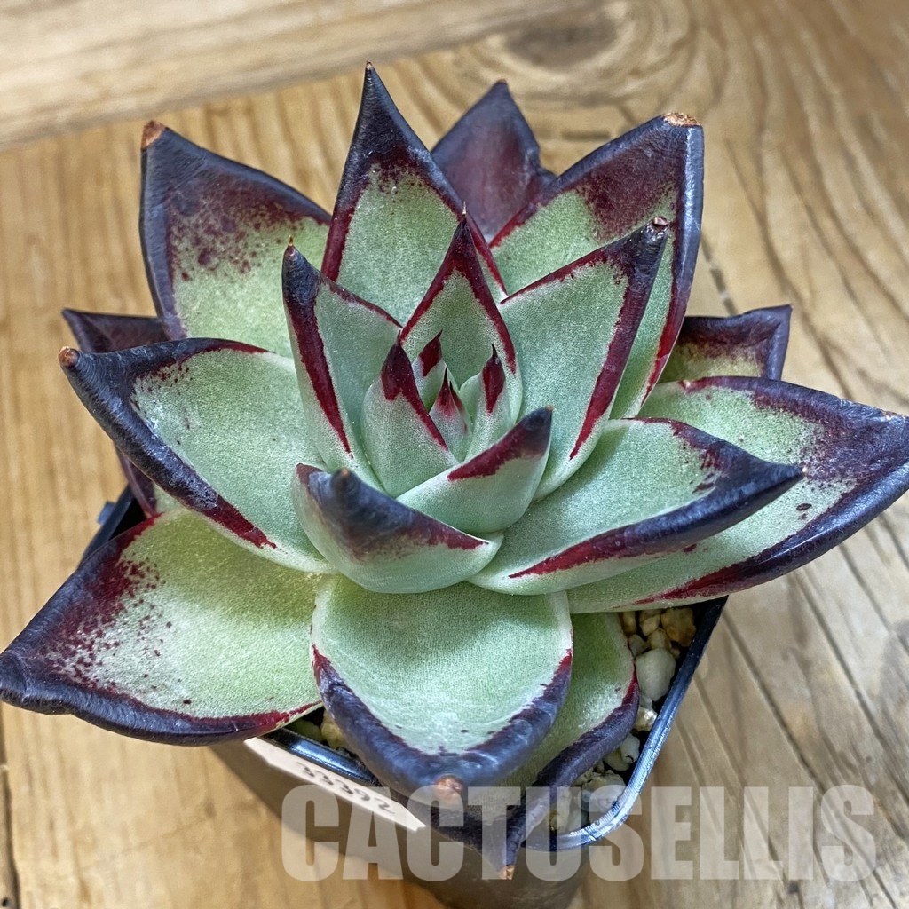 SH33392 Echeveria agavoides ‘Black Ebony’