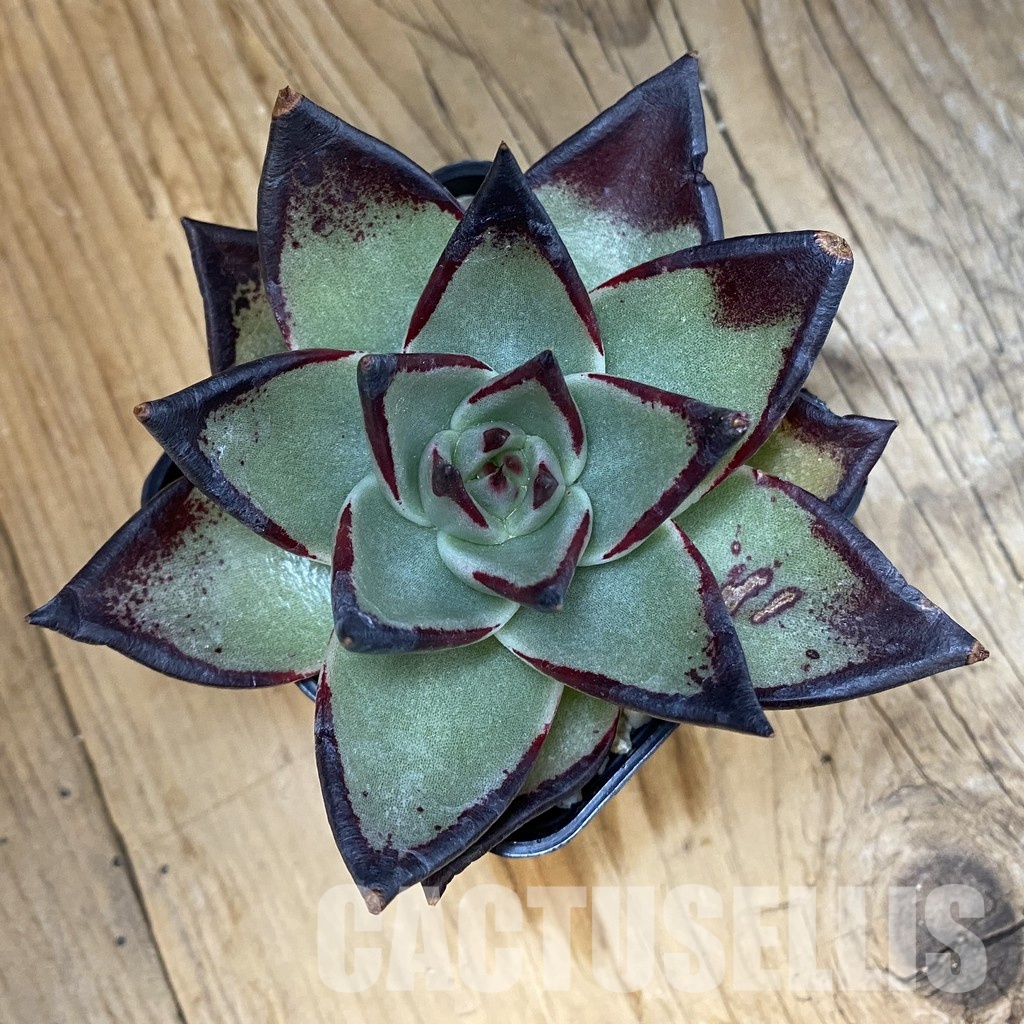 SH33392 Echeveria agavoides ‘Black Ebony’ - Image 2