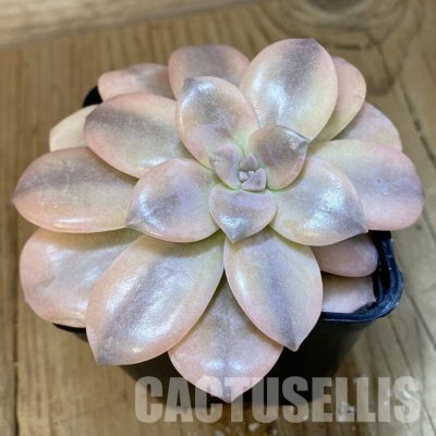 SH33395 Graptopetalum pentandrum ssp. superbum f. variegata