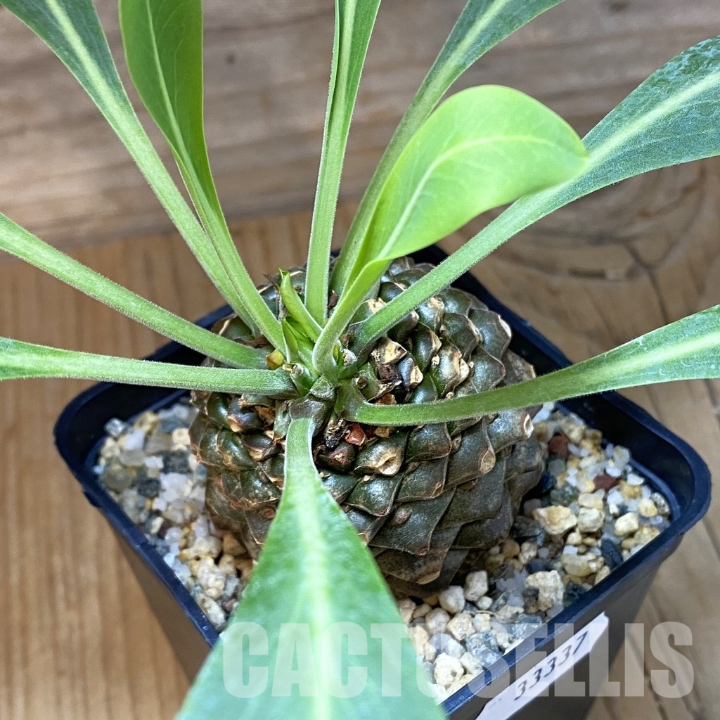 SH33337 Euphorbia bupleurifolia