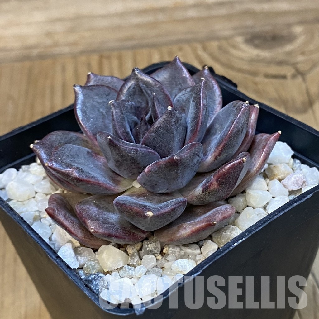 SH33399 Echeveria ‘Dark Chocolate’ - Image 2
