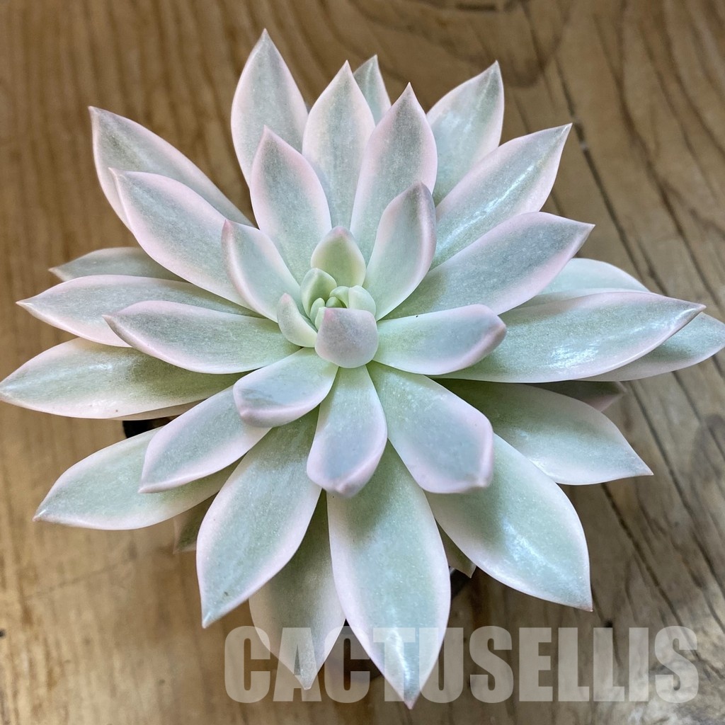 SH33400 Echeveria 'Blood Moon' f. variegata