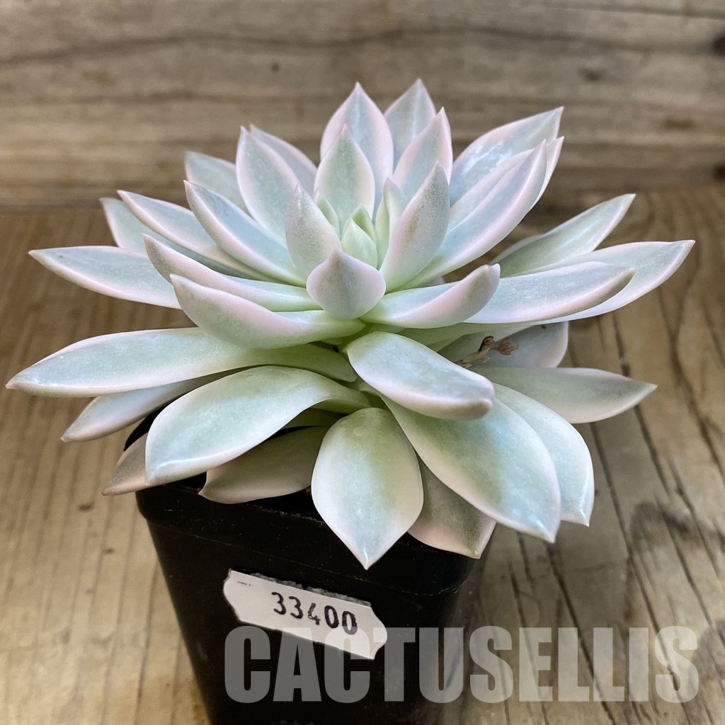 SH33400 Echeveria 'Blood Moon' f. variegata - Image 2