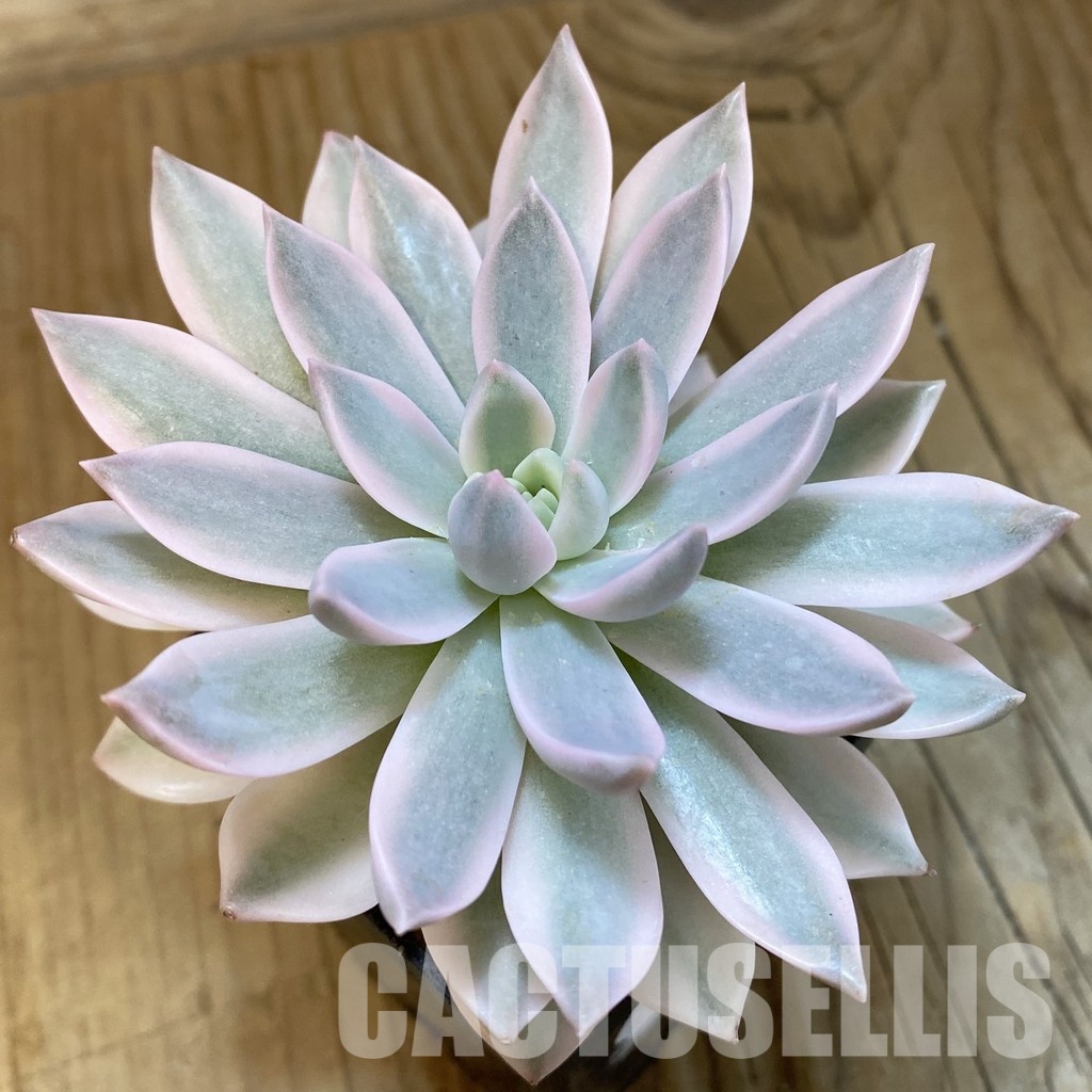 SH33401 Echeveria 'Blood Moon' f. variegata