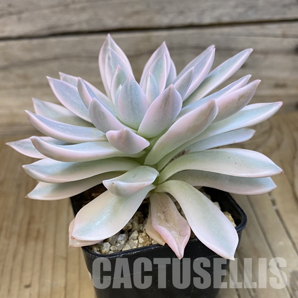 SH33401 Echeveria 'Blood Moon' f. variegata - Image 2