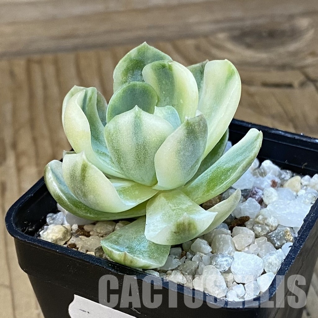 SH33406 Echeveria ‘Berry’ f. variegata - Image 2