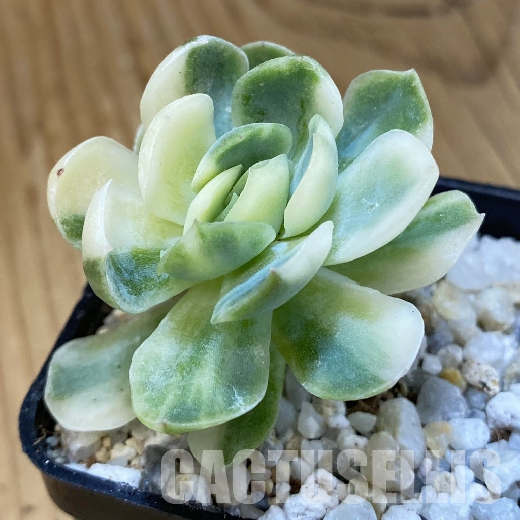 SH33408 Echeveria ‘Berry’ f. variegata