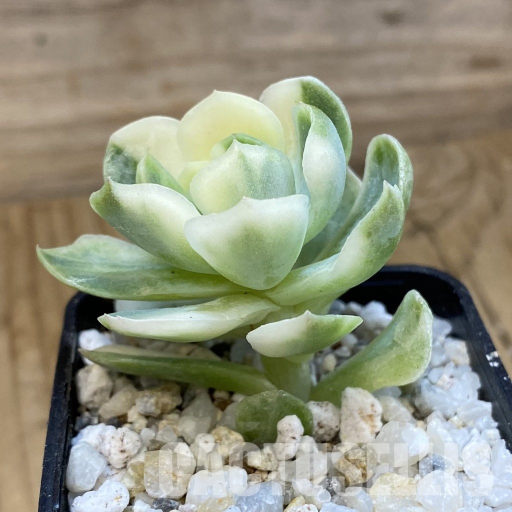 SH33408 Echeveria ‘Berry’ f. variegata - Image 2