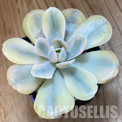 SH33410 Echeveria runyonii f. variegata