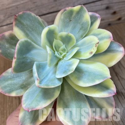 SH33414 Echeveria ‘Luella’ f. variegata