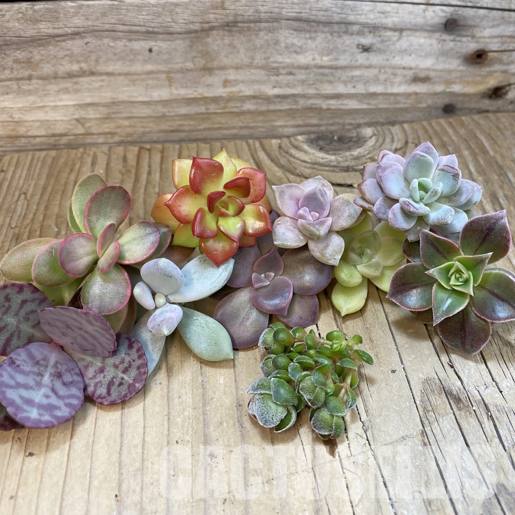 SH33416 Succulents mix, cuted
