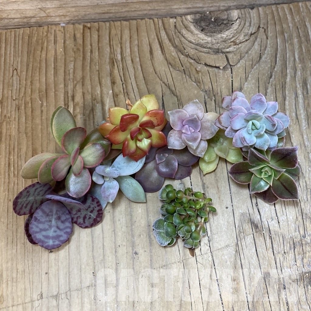 SH33416 Succulents mix, cuted - Image 2