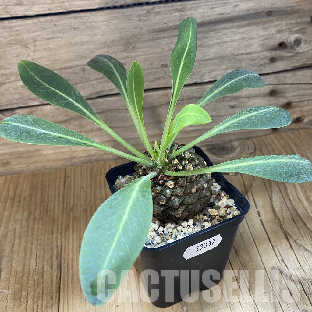 SH33337 Euphorbia bupleurifolia - Image 2