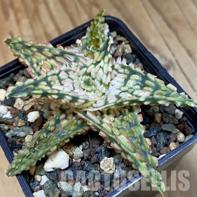 SH33348 Aloe TCT hybrid