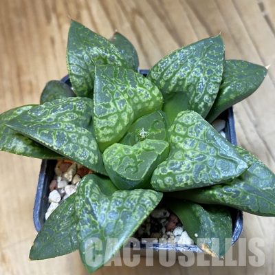 SH33350 Haworthia comptoniana ‘Kamen Butokai’