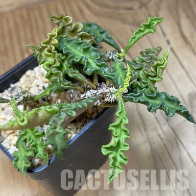 SH33338 Euphorbia decaryi v. spirosticha