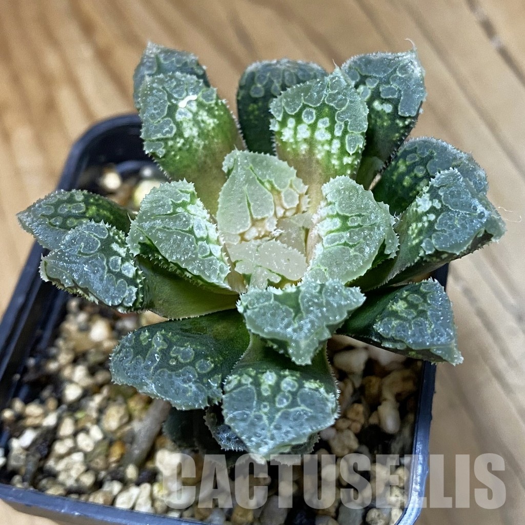 SH33356 Haworthia ‘Gorbi’ hybrid F2