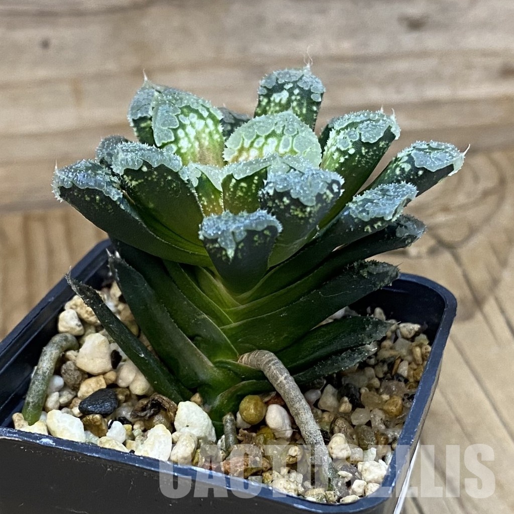SH33356 Haworthia ‘Gorbi’ hybrid F2 - Image 2