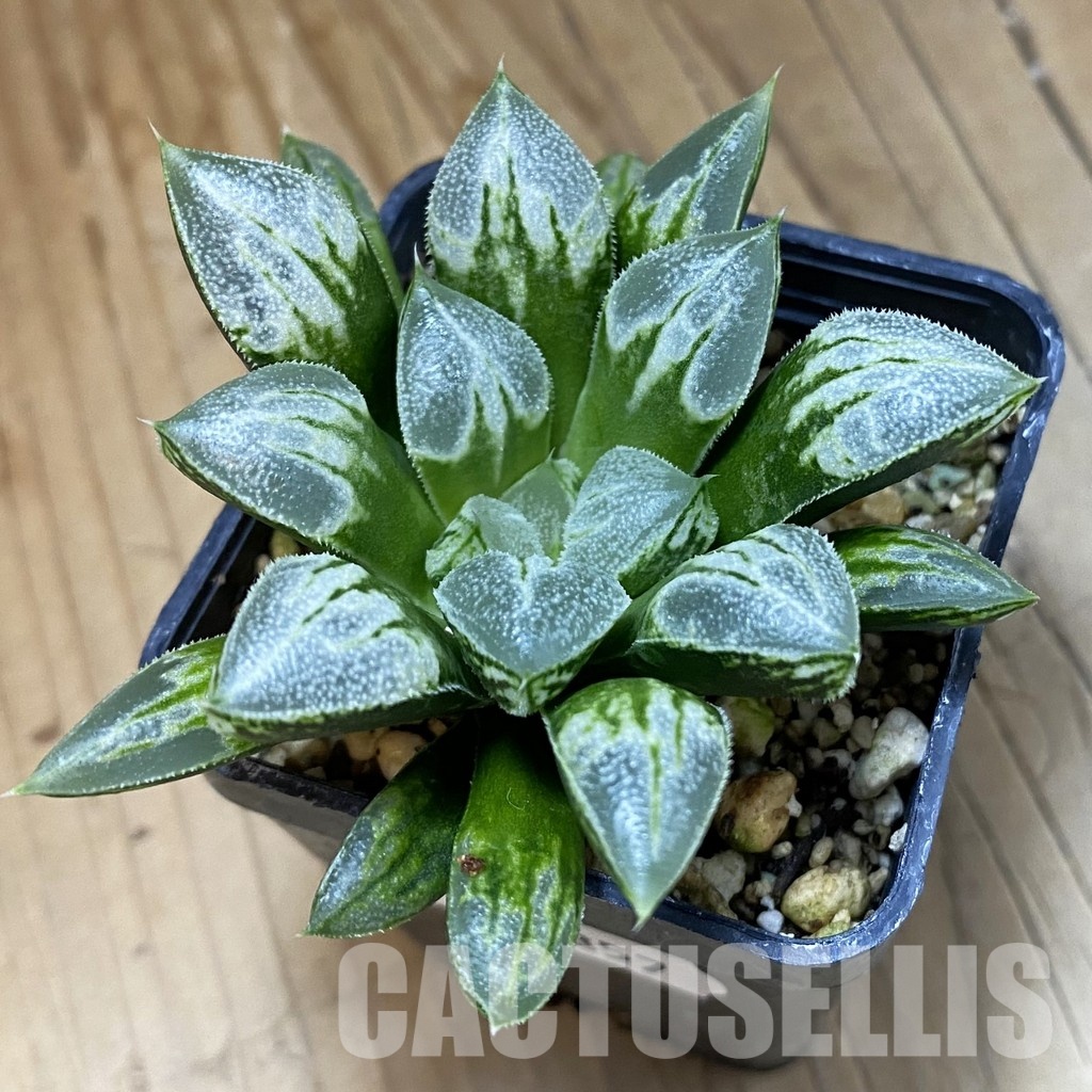 SH33357 Haworthia 'Love Heart'