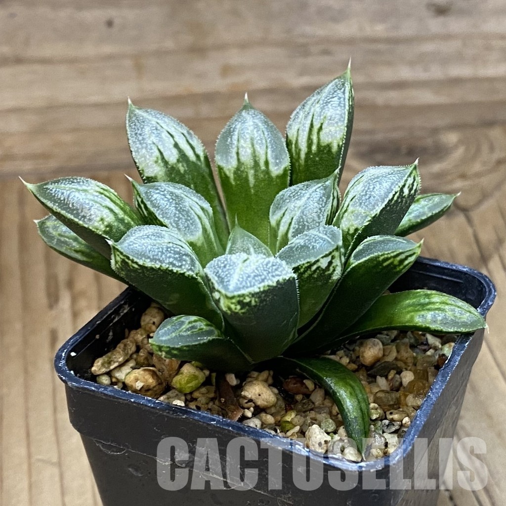 SH33357 Haworthia 'Love Heart' - Image 2