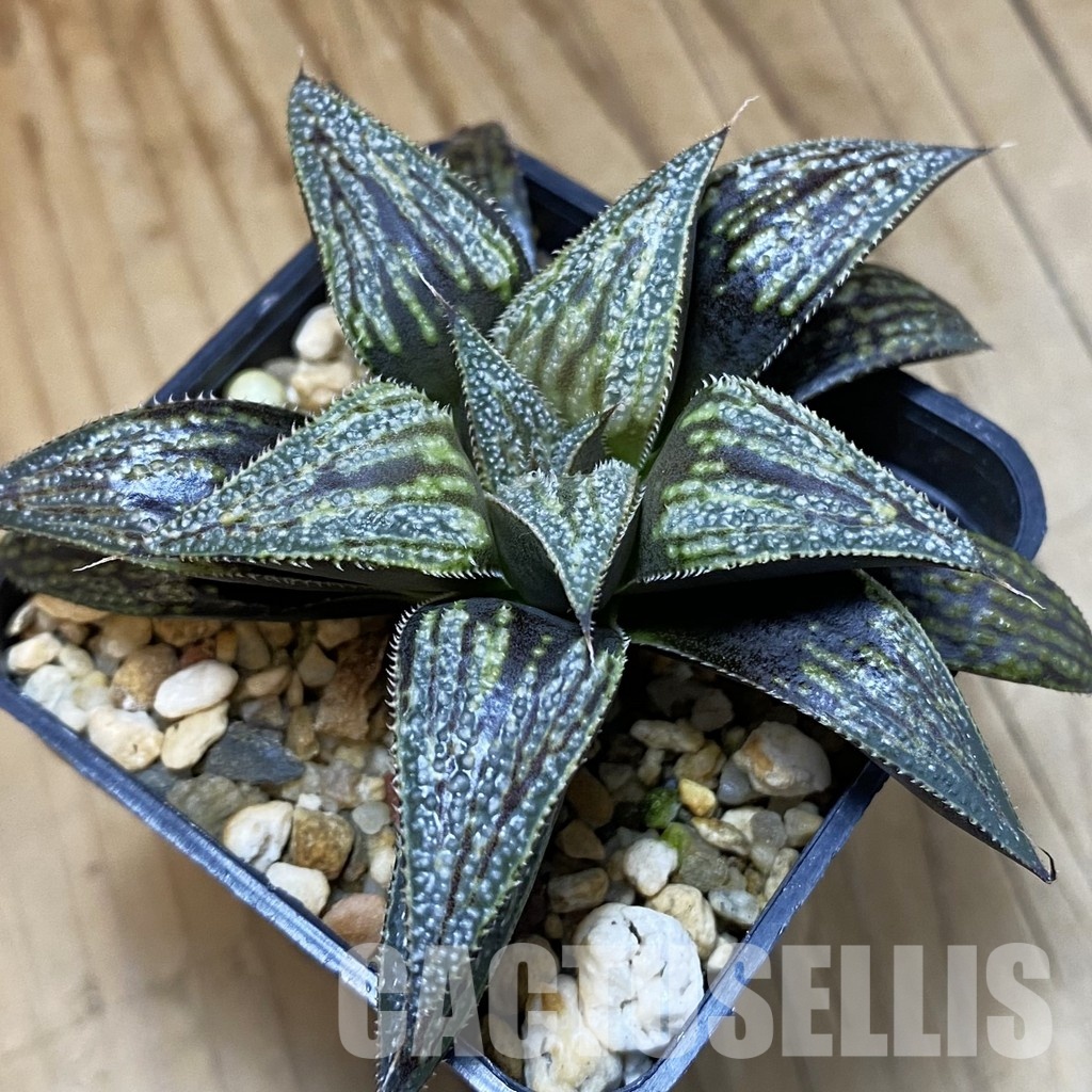 SH33358 Haworthia ‘Bev’s Wonder’ F2 hybrid