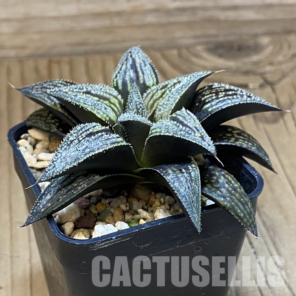 SH33358 Haworthia ‘Bev’s Wonder’ F2 hybrid - Image 2