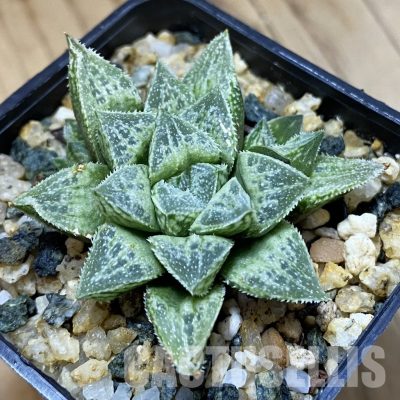 SH33360 Haworthia ‘Sasameyuki’ HWX-4