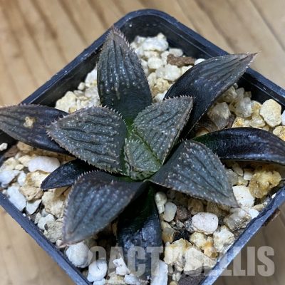 SH33361 Haworthia hybrid