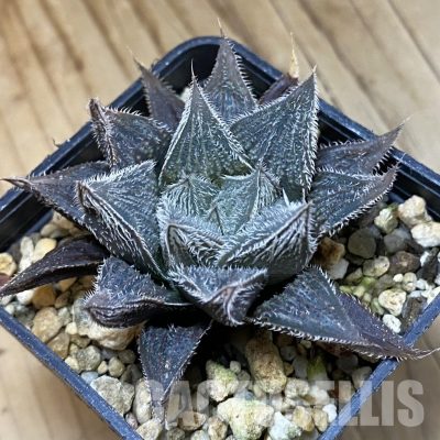 SH33363 Haworthia cooperi v. venusta 'Silver Fox' hybrid