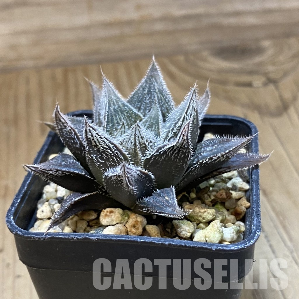 SH33363 Haworthia cooperi v. venusta 'Silver Fox' hybrid - Image 2