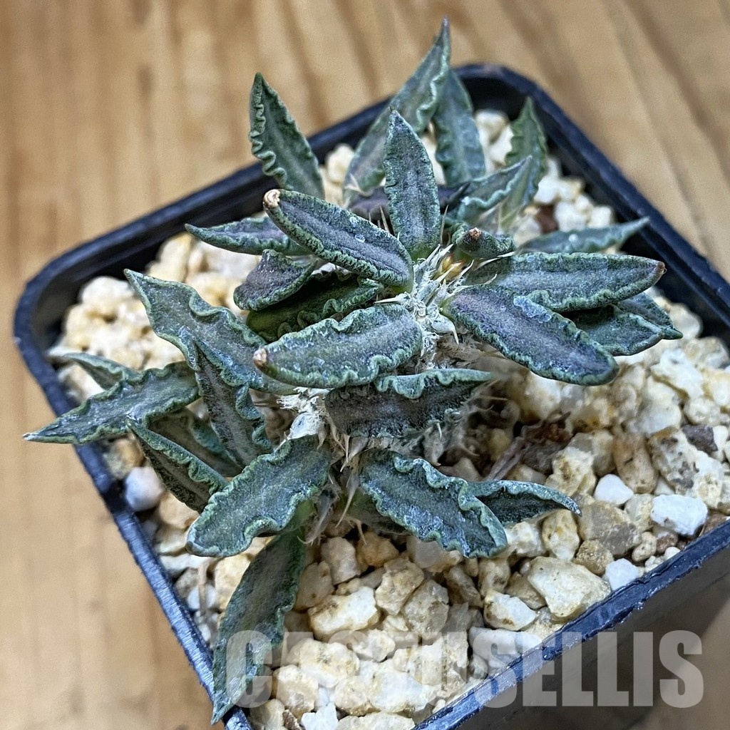 SH33484 Euphorbia tulearensis