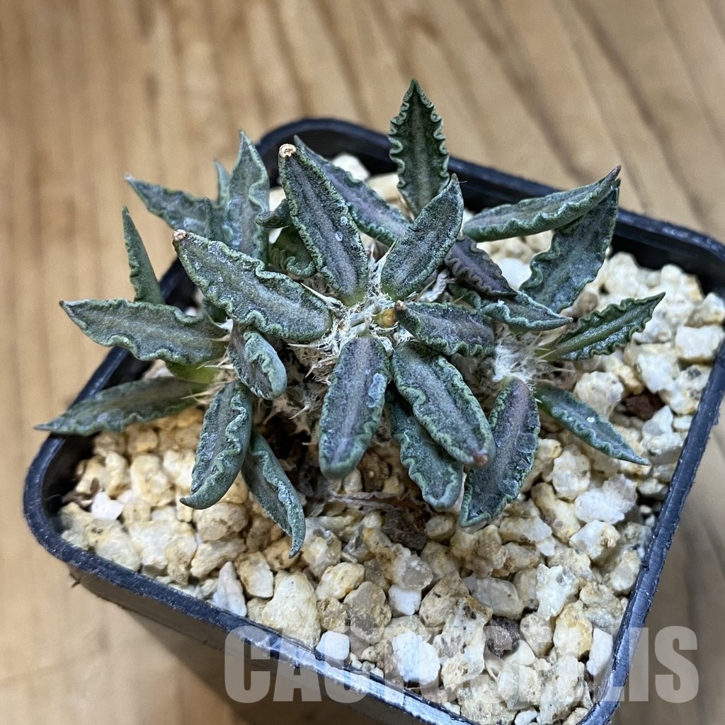 SH33484 Euphorbia tulearensis - Image 2