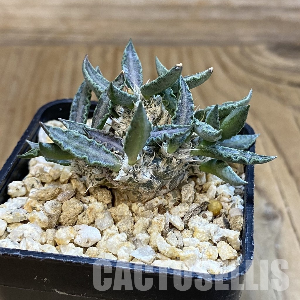 SH33484 Euphorbia tulearensis - Image 3
