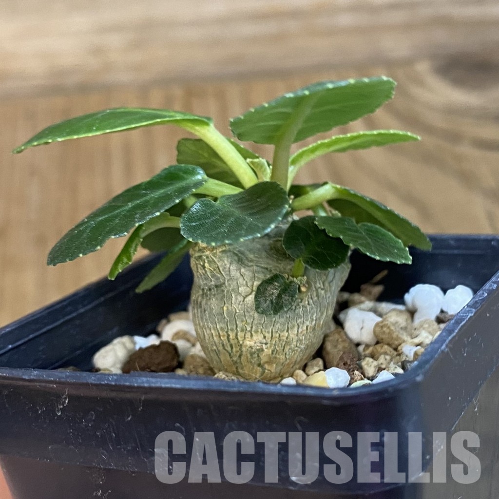SH33485 Dorstenia foetida - Image 2