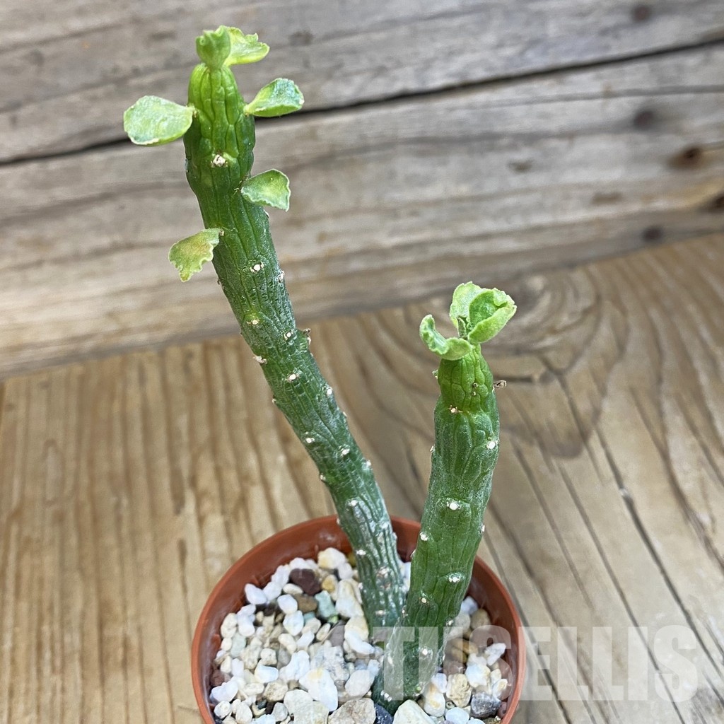 SH33486 Monadenium ellenbeckii