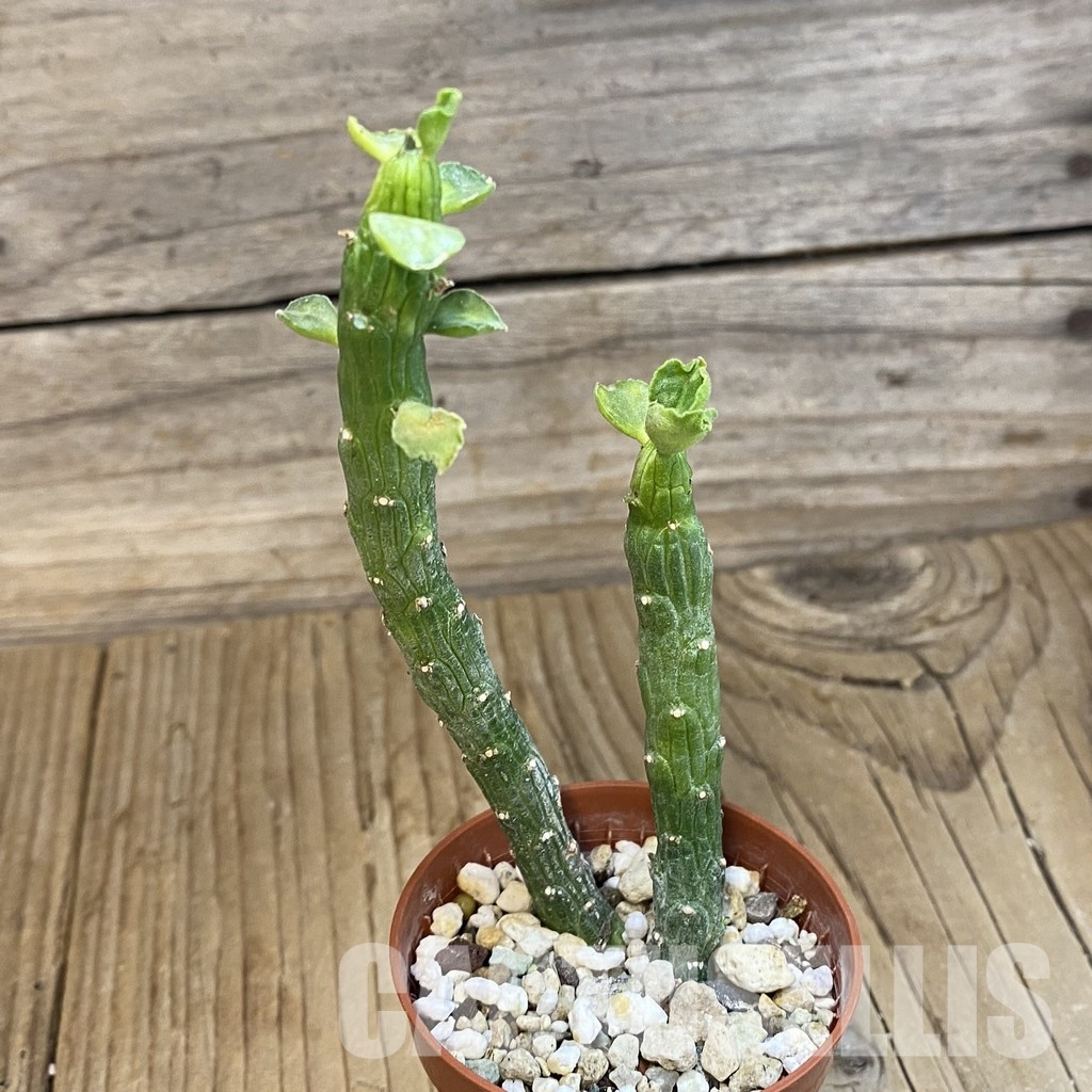 SH33486 Monadenium ellenbeckii - Image 2