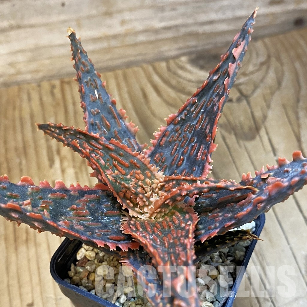 SH33488 Aloe TCT hybrid - Image 2