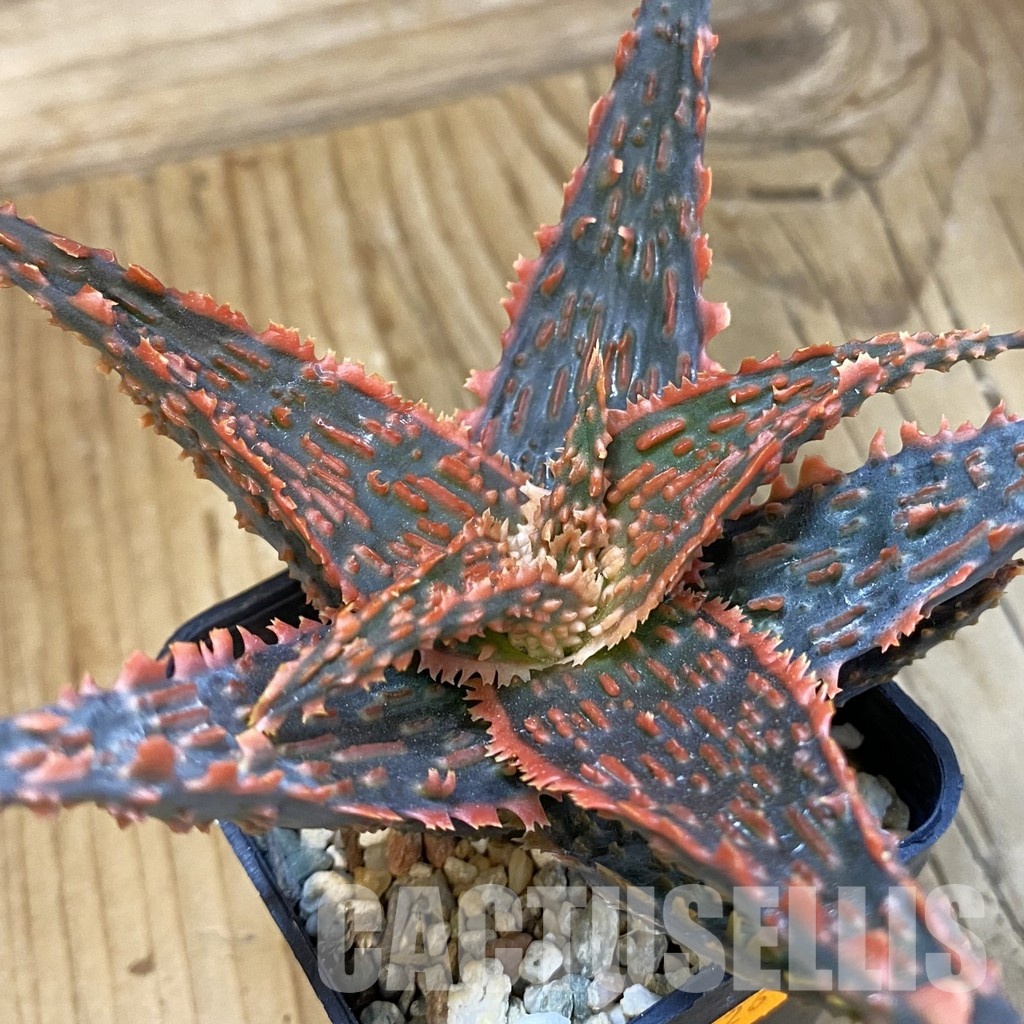 SH33488 Aloe TCT hybrid