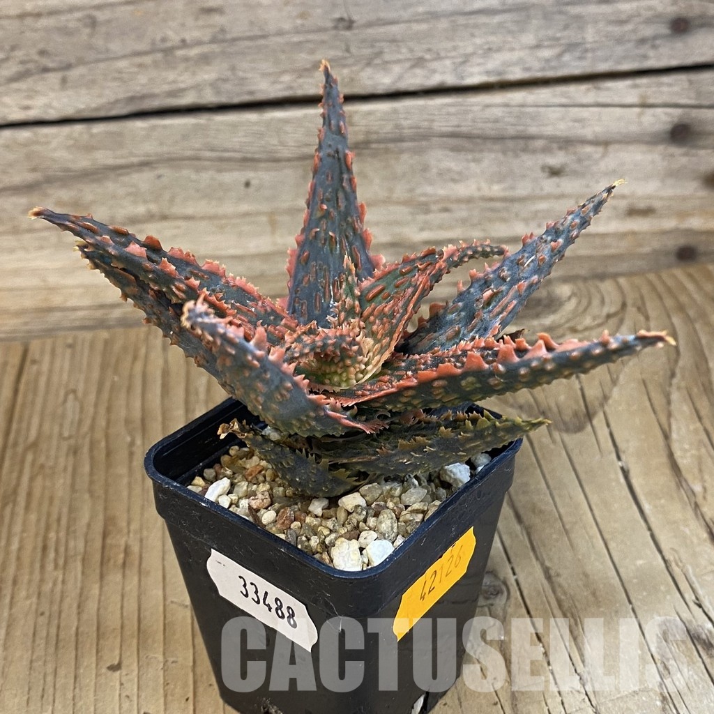 SH33488 Aloe TCT hybrid - Image 3