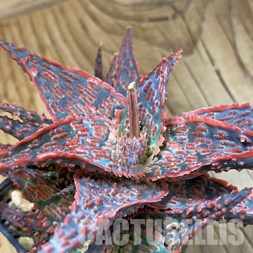 SH33489 Aloe TCT hybrid