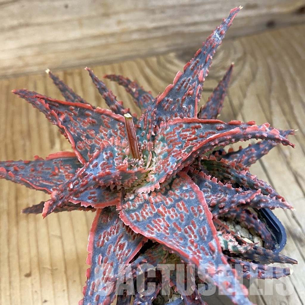 SH33489 Aloe TCT hybrid - Image 2