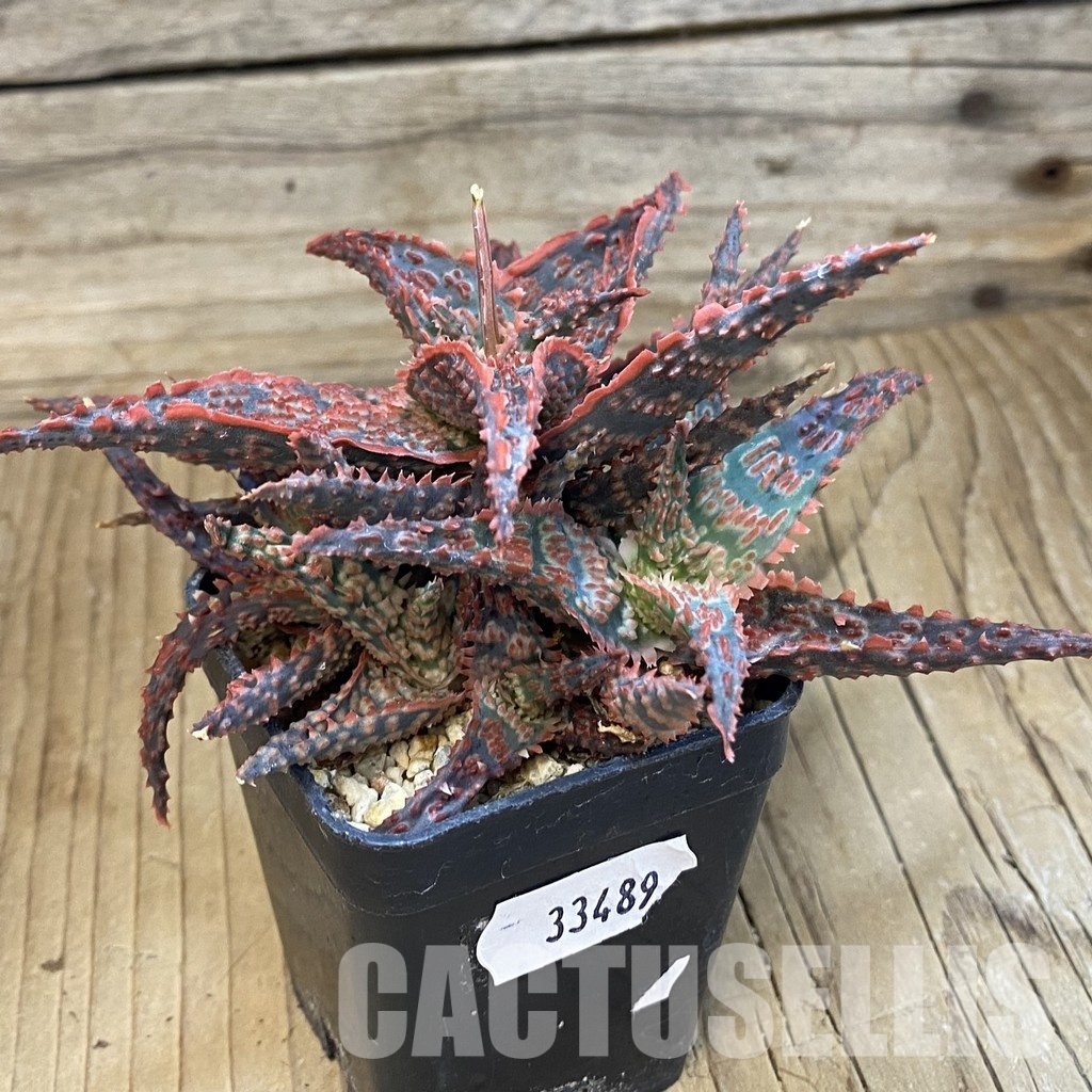 SH33489 Aloe TCT hybrid - Image 3