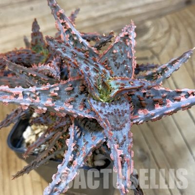 SH33490 Aloe TCT hybrid